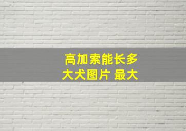 高加索能长多大犬图片 最大